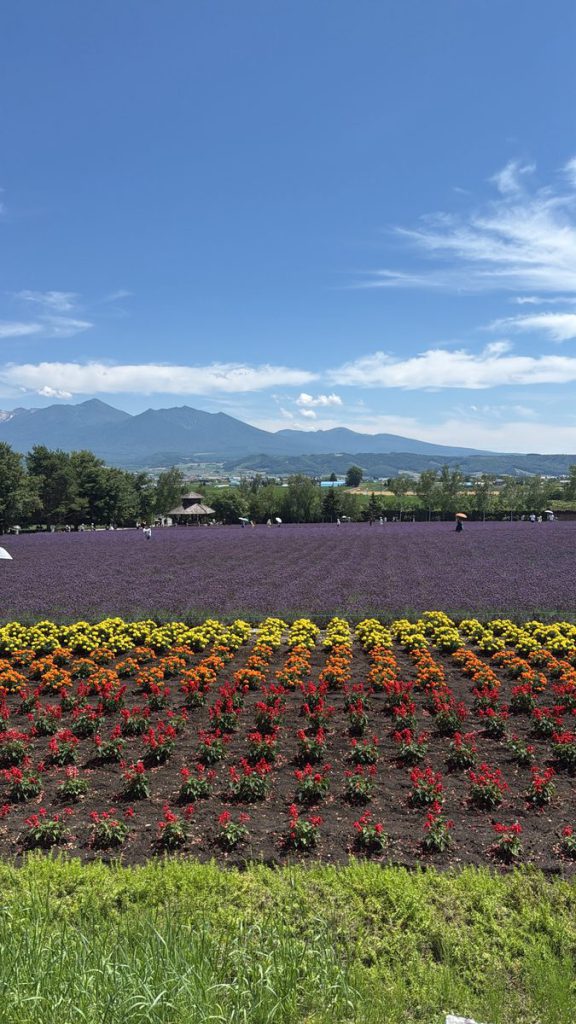 社員旅行で訪れたラベンダー畑